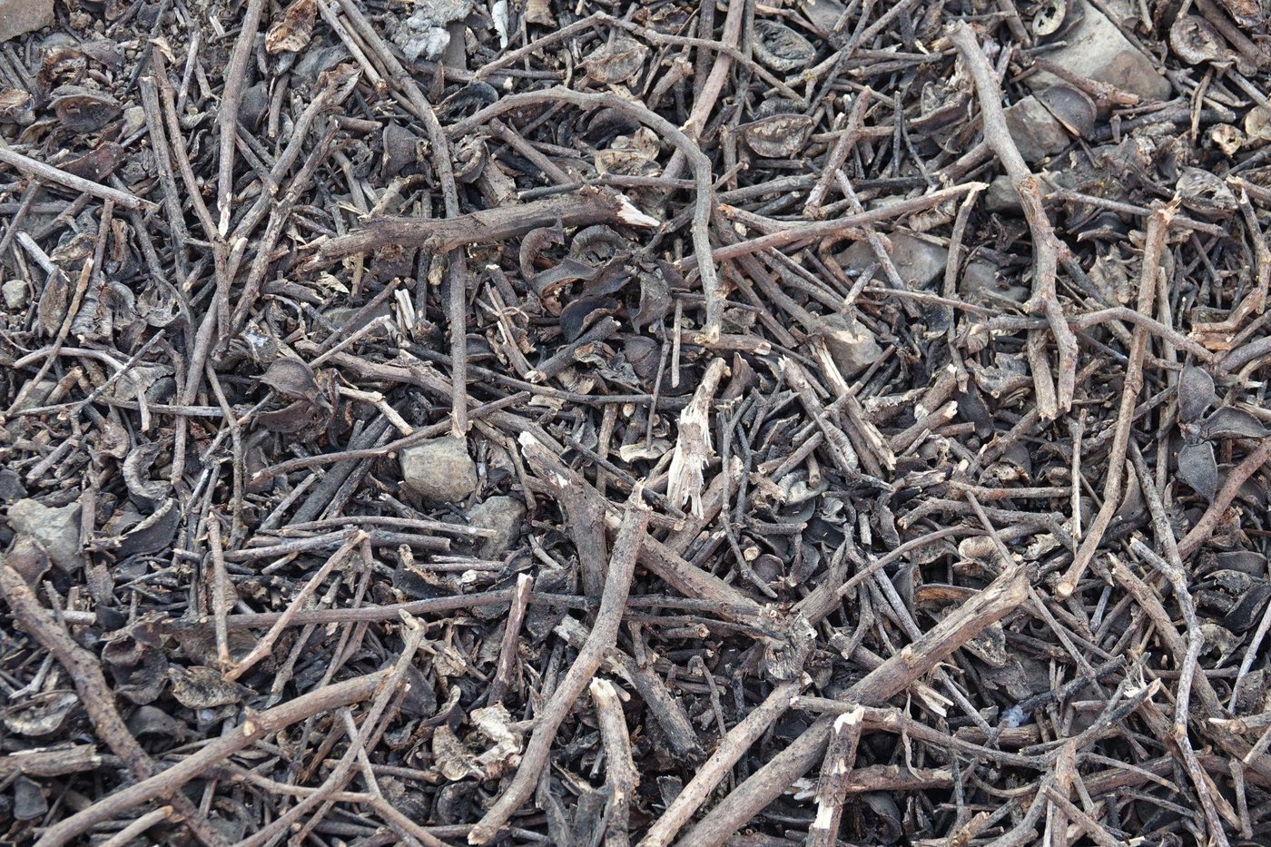 Chipping Wet vs. Dry Branches: Tips to Avoid Chipper Jams